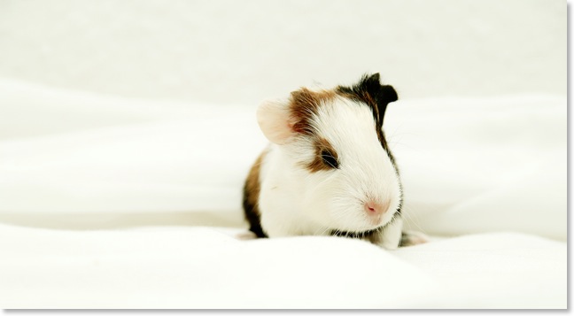 Meerschweinbaby 1